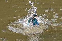 今日のカワセミ