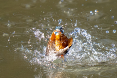 水々しい迎春ダイブ