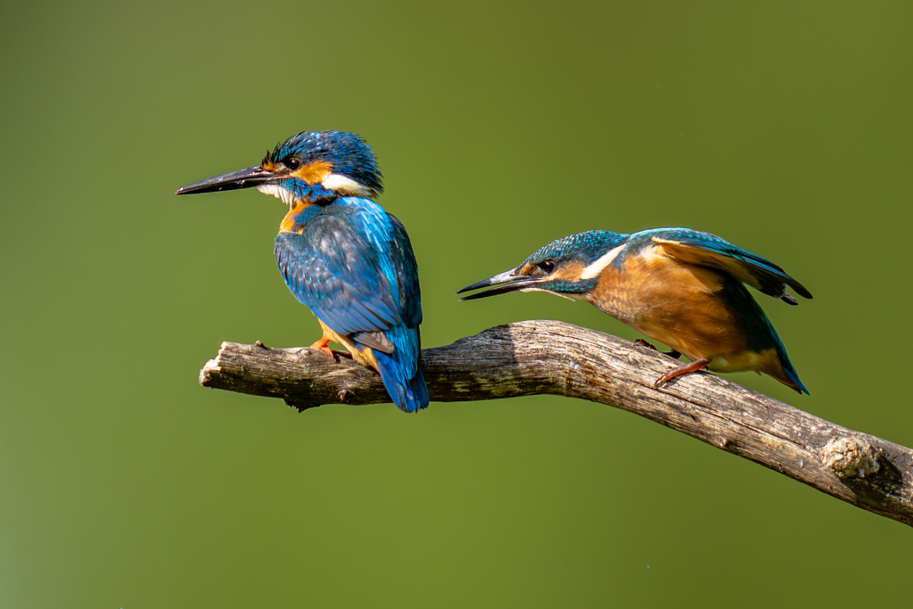 カワセミの生活