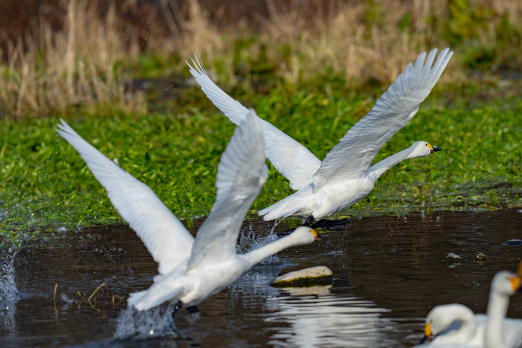 コハクチョウ離水
