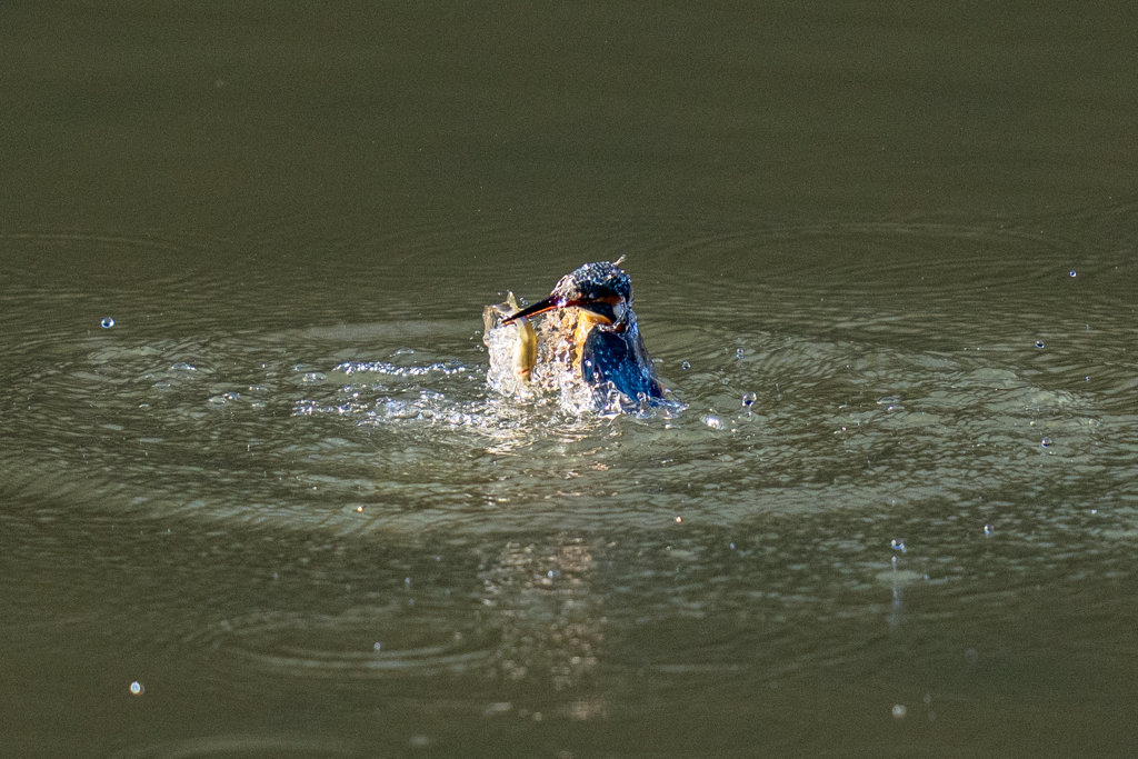 今日のカワセミ