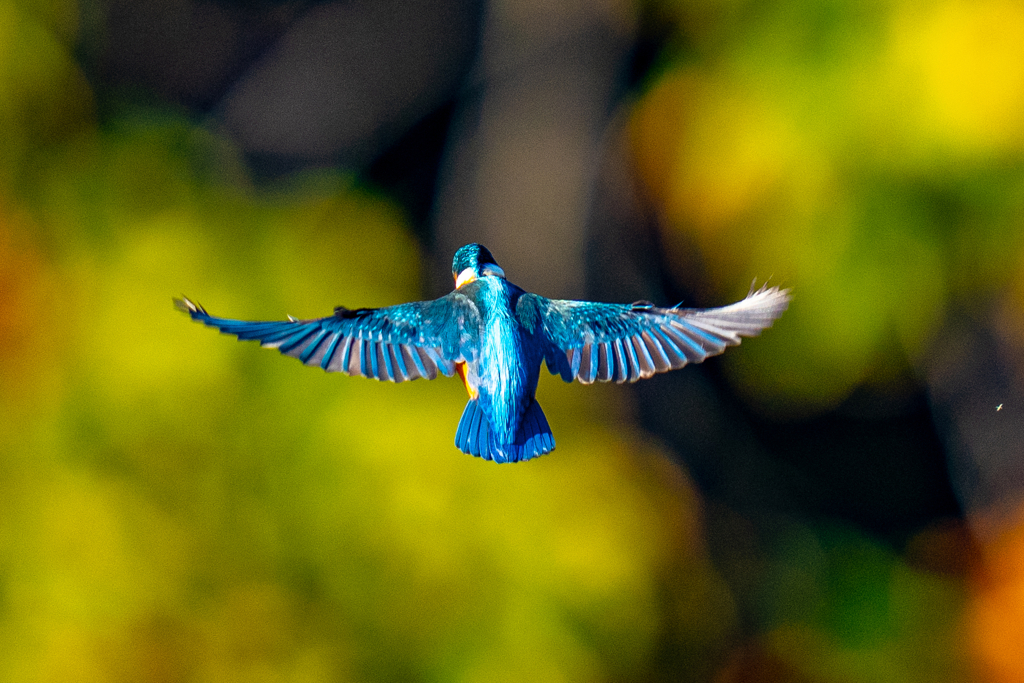 紅葉ホバ・青面・壱ノ型