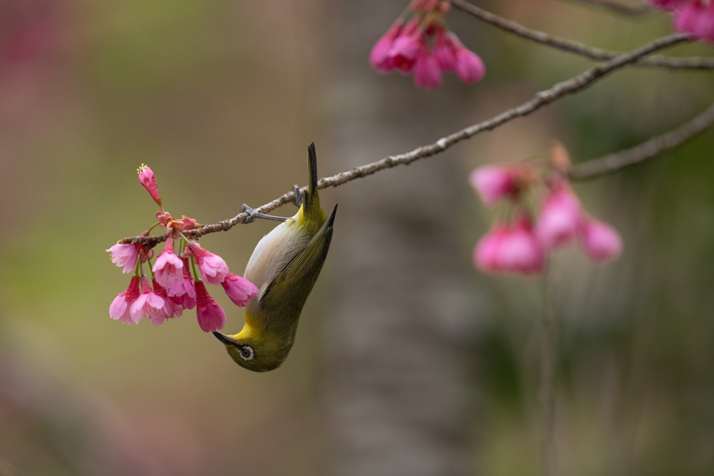 寒緋桜八景