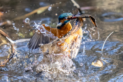 今日のカワセミ