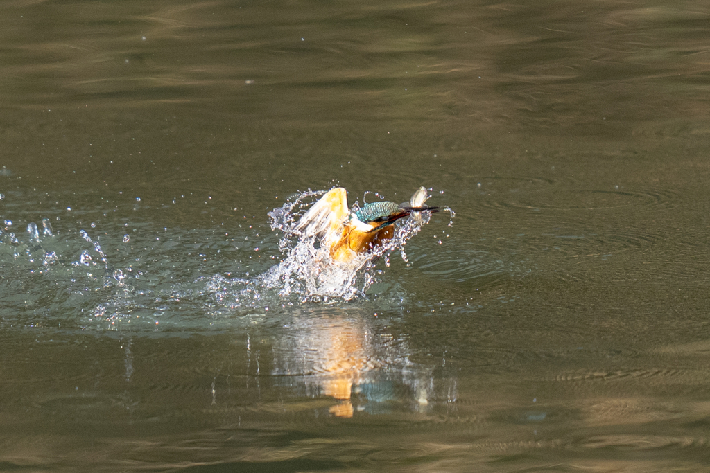 正月二日のカワセミ
