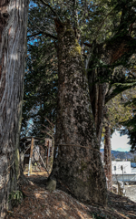 白須若宮八幡神社