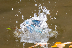 先週のカワセミ