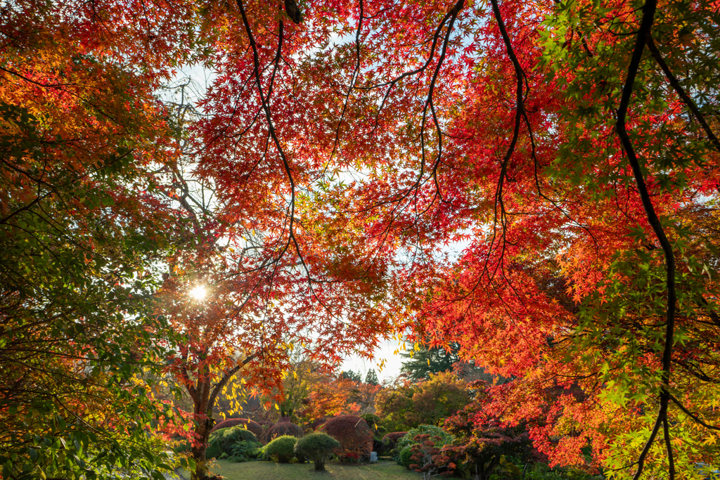今日の紅葉