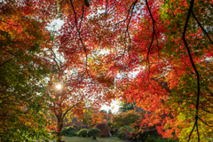 今日の紅葉