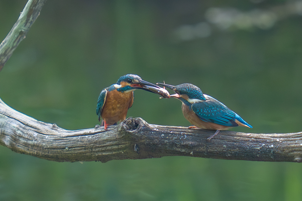 カワセミの生活