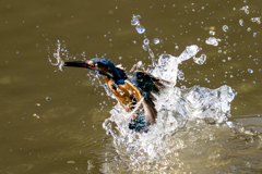 昨日のカワセミ