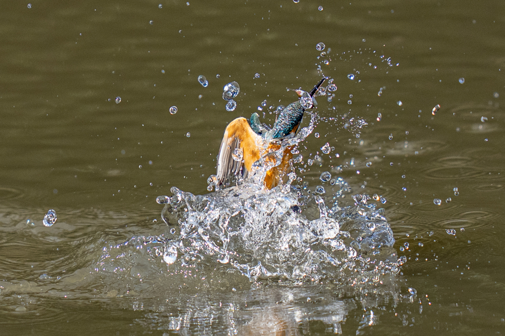 今日のカワセミ