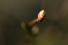 野草の時間