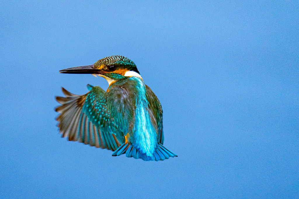 ちょっと見返り美人