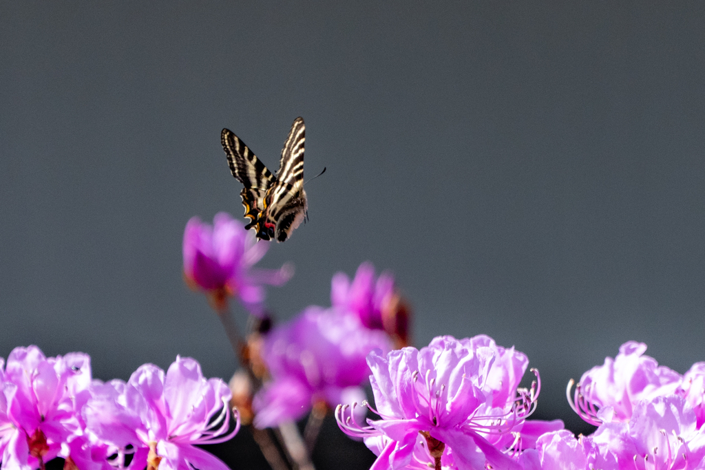 3月のギフチョウ