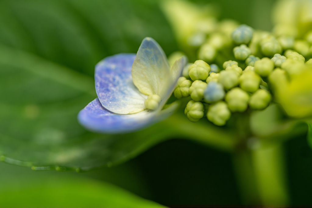 野草の時間