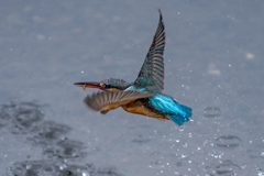 今日のカワセミ