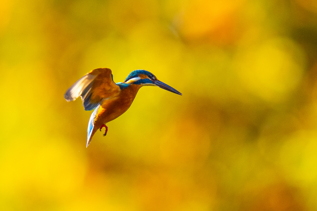 紅葉ホバ　ー　肆ノ型