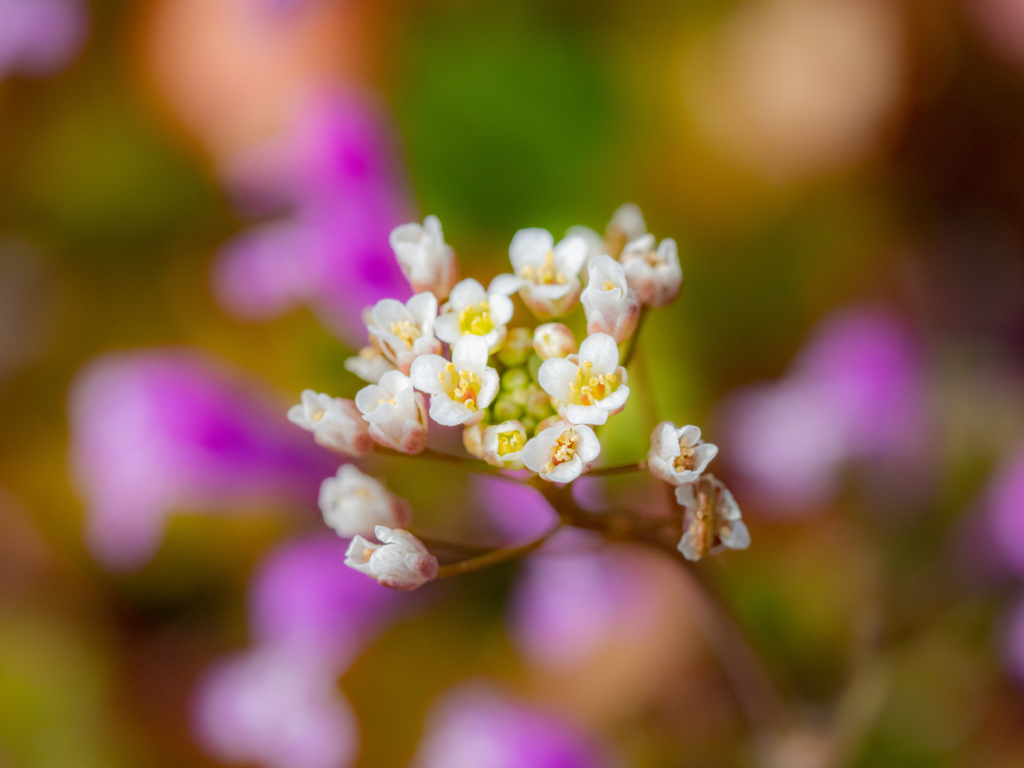 野草園のひととき