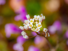 野草園のひととき