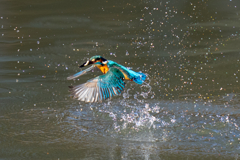 クリスマスイブカワセミ