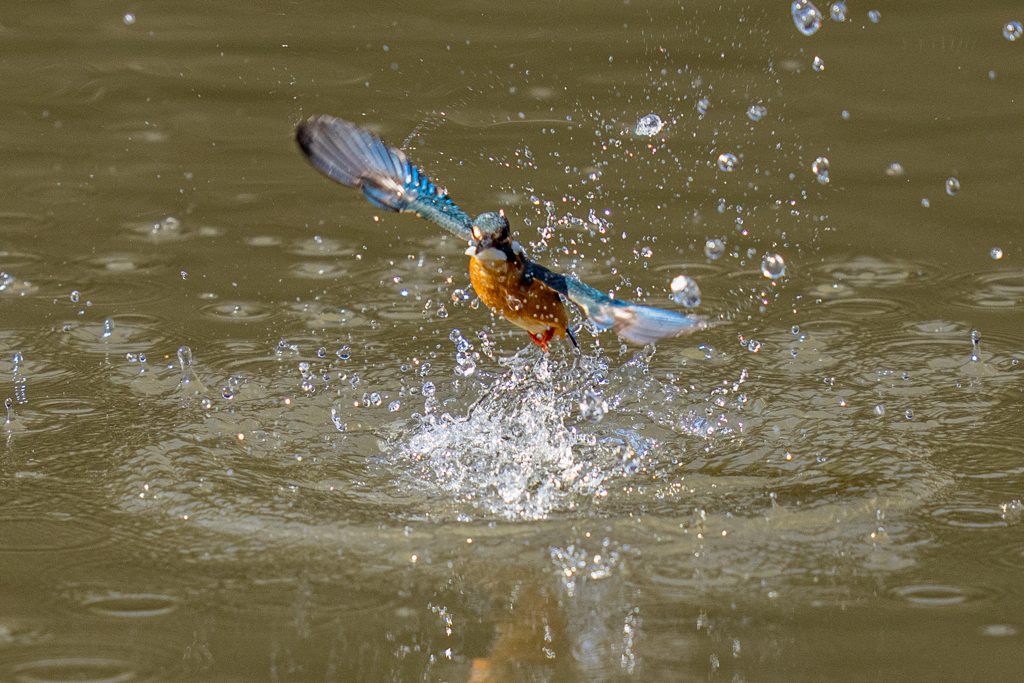 今日のカワセミ