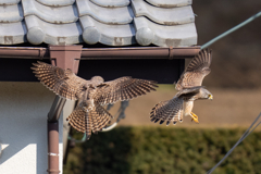 一富士二鷹三茄子