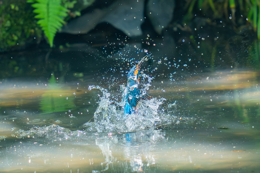 カワセミの生活