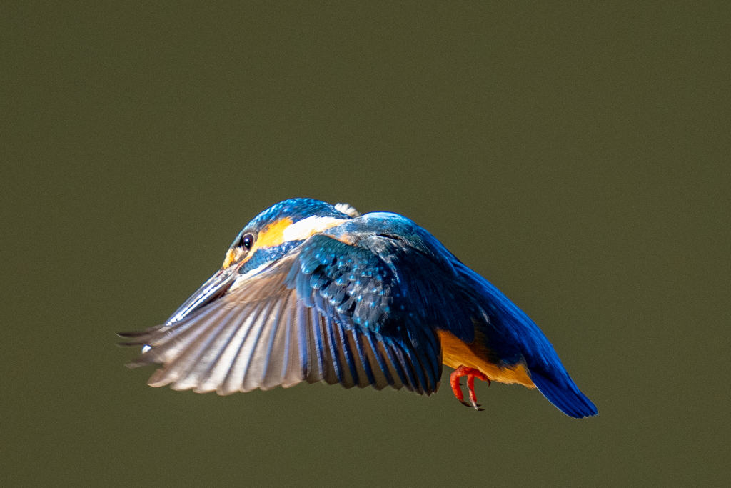 新春ホバ　弐ノ型