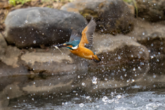 昨日のカワセミ