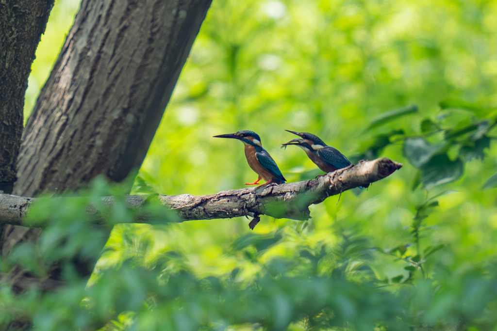 カワセミの生活