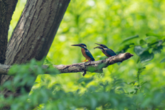 カワセミの生活