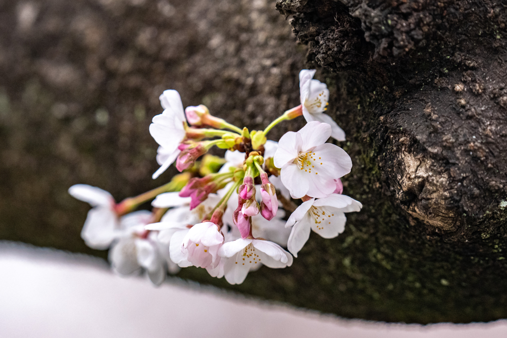 今日の桜
