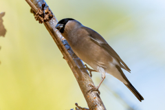 冬の鳥見