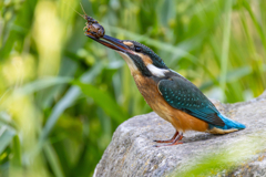 今日のカワセミ