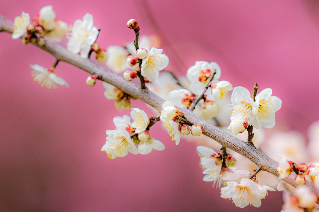 梅寒桜
