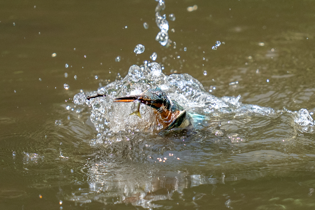 ゴールデンウィークのカワセミ