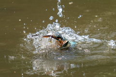 ゴールデンウィークのカワセミ