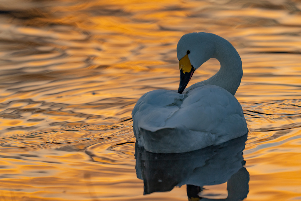 夕陽のコハクチョウ