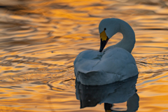 夕陽のコハクチョウ