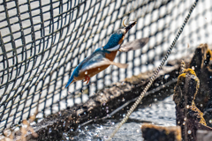 生簀ダブルの瞬間