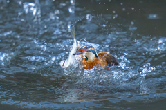 バラシの瞬間 その一