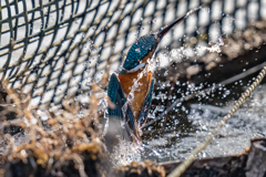 生簀でのご活躍