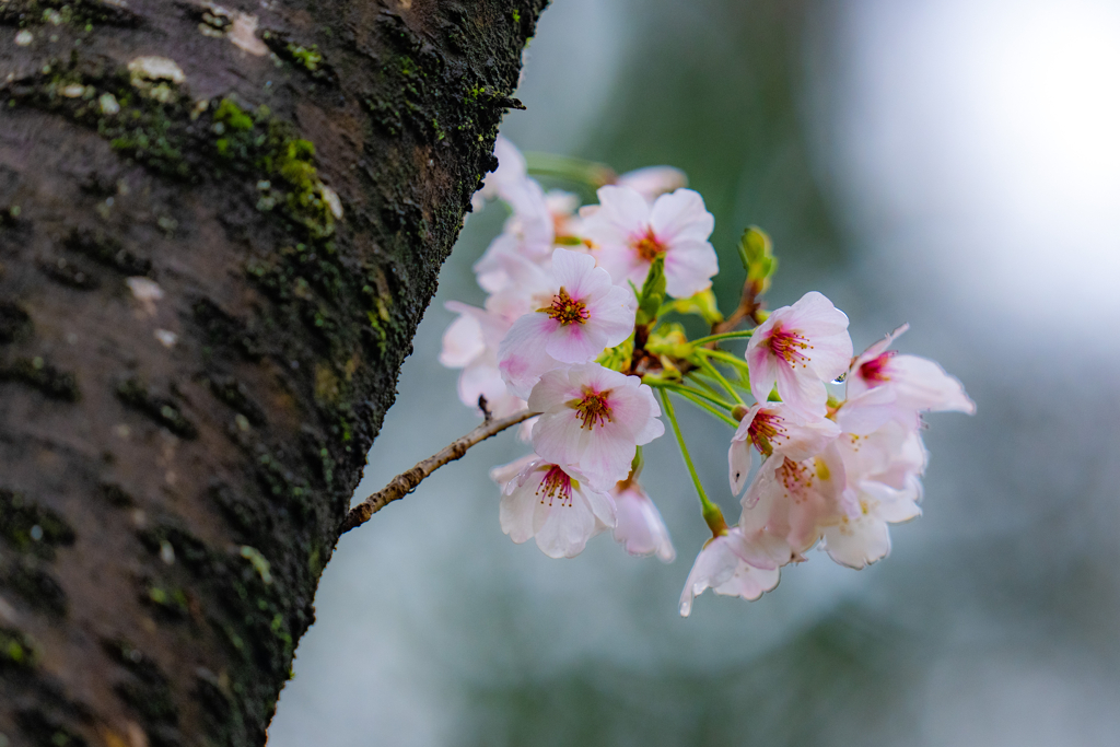 今日の桜