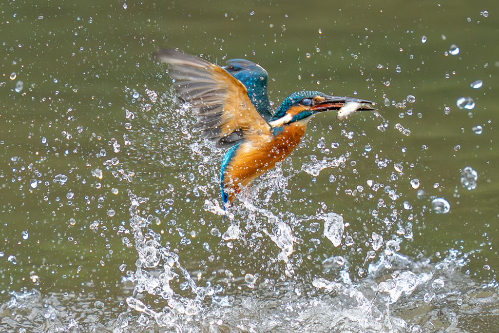 今日のカワセミ