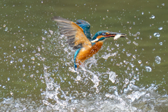 今日のカワセミ