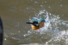 リラックス水浴び