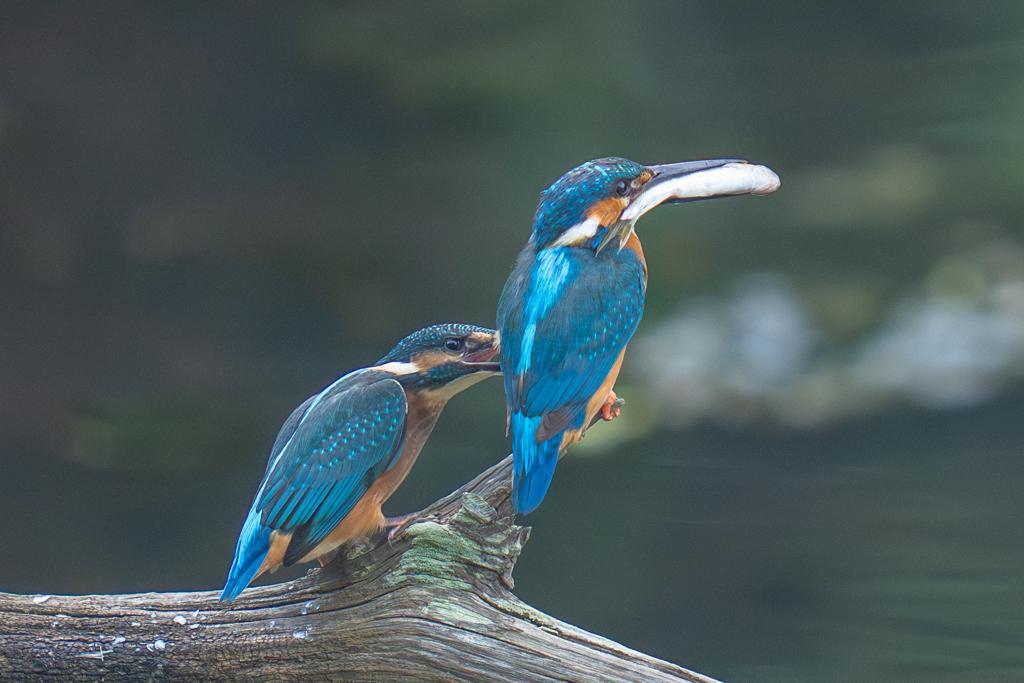 カワセミの生活