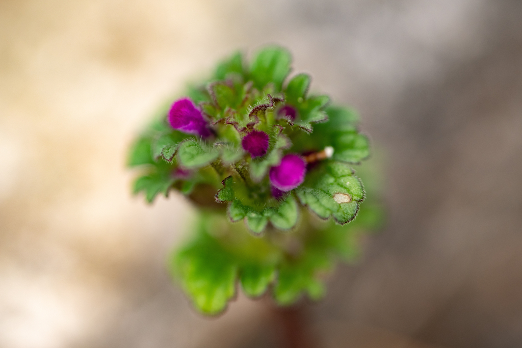 野草の時間