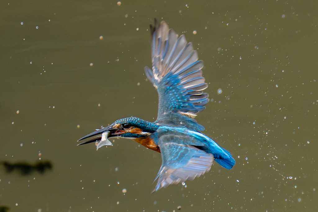 昨日のカワセミ